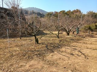 심무재 님의 사과 · 영농일지 작성글 사진