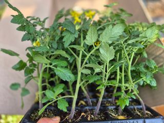 늘햇살팜 님의 기타작물 · 영농일지 작성글 사진