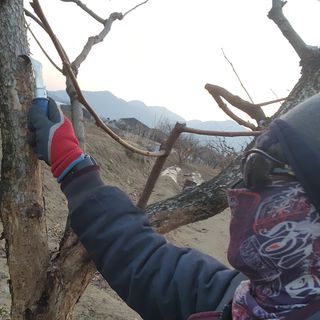 대운농원님의 기타작물 · 영농일지 작성글 사진