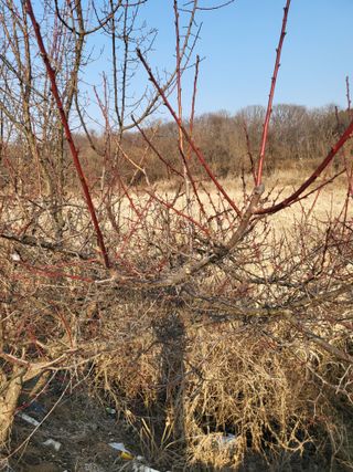 최병우님의 벼 · 영농일지 작성글 사진