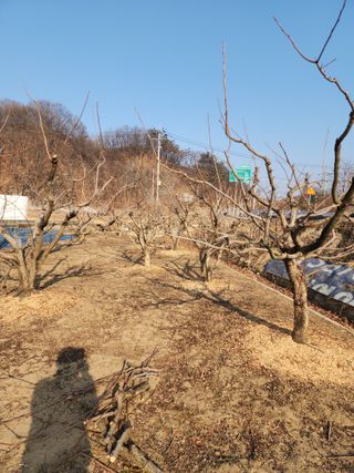 대운농원님의 기타작물 · 영농일지 작성글 사진