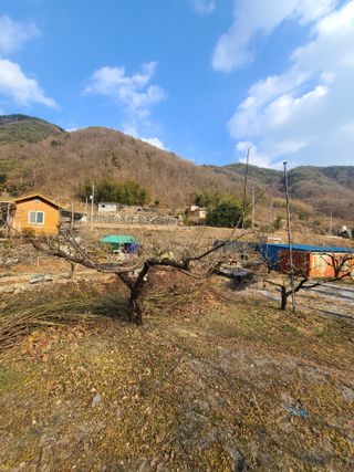 박춘성님의 기타작물 · 영농일지 작성글 사진