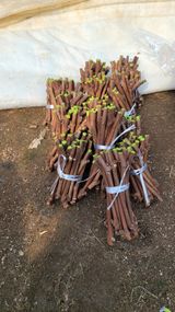 팜모닝 기타작물·영농일지 게시글 이미지