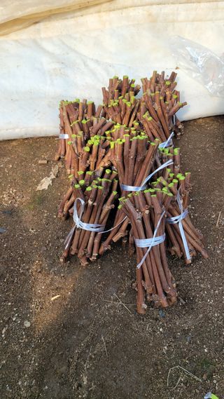 이용원님의 기타작물 · 영농일지 작성글 사진