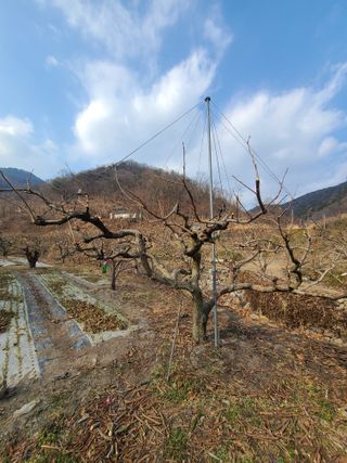 박춘성님의 감 · 영농일지 작성글 사진
