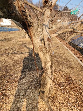 대운농원님의 기타작물 · 영농일지 작성글 사진