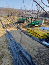 팜모닝 기타작물·영농일지 게시글 이미지