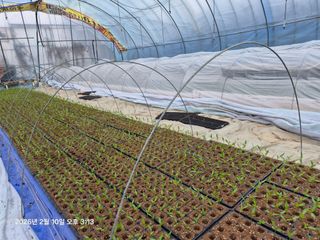 이동훈님의 고추 · 영농일지 작성글 사진