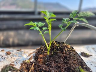 늘햇살팜 님의 기타작물 · 영농일지 작성글 사진