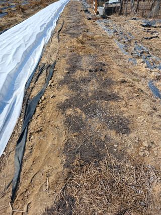 땅콩맘님의 참깨 · 영농일지 작성글 사진