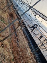 팜모닝 포도·영농일지 게시글 이미지