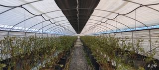 류근택님의 블루베리 · 영농일지 작성글 사진