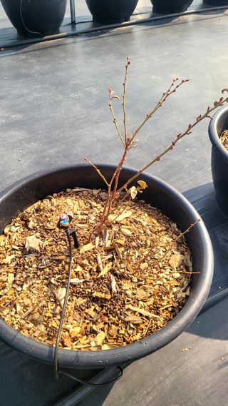 이준석님의 블루베리 · 영농일지 작성글 사진