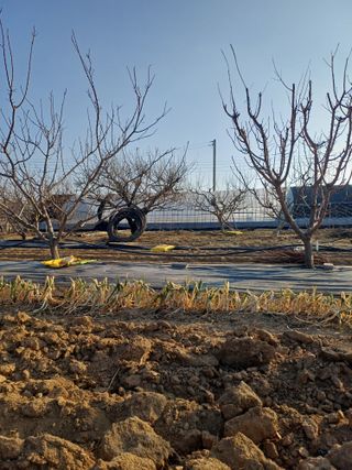 12345우각장당리님의 기타작물 · 영농일지 작성글 사진
