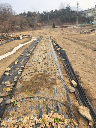 소병찬님의 마늘 · 영농일지 작성글 사진