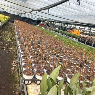 두릅나무15847님의 기타작물 · 영농일지 작성글 사진