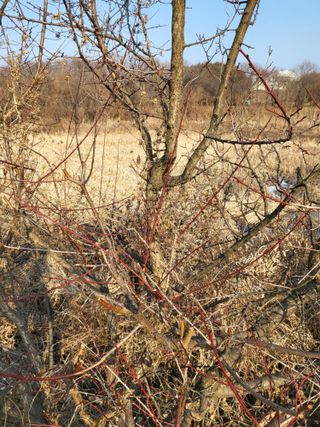최병우님의 벼 · 영농일지 작성글 사진