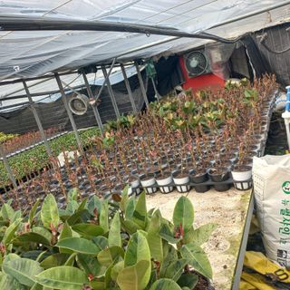 두릅나무15847님의 기타작물 · 영농일지 작성글 사진