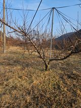 팜모닝 기타작물·영농일지 게시글 이미지