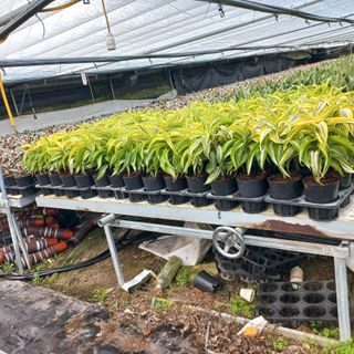 두릅나무15847님의 기타작물 · 영농일지 작성글 사진