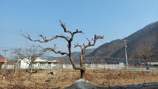 유병욱님의 기타작물 · 영농일지 작성글 사진