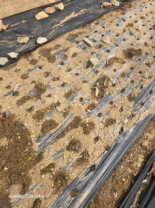 소병찬님의 마늘 · 영농일지 작성글 사진