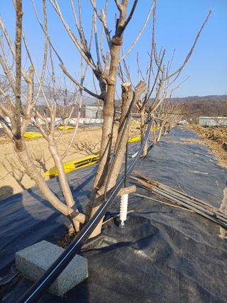 12345우각장당리님의 기타작물 · 영농일지 작성글 사진