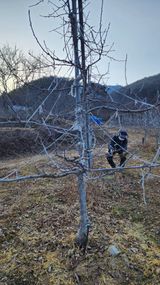 팜모닝 사과·영농일지 게시글 이미지