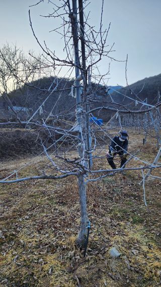 햇살농원 고현숙님의 사과 · 영농일지 작성글 사진