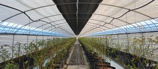 류근택님의 블루베리 · 영농일지 작성글 사진