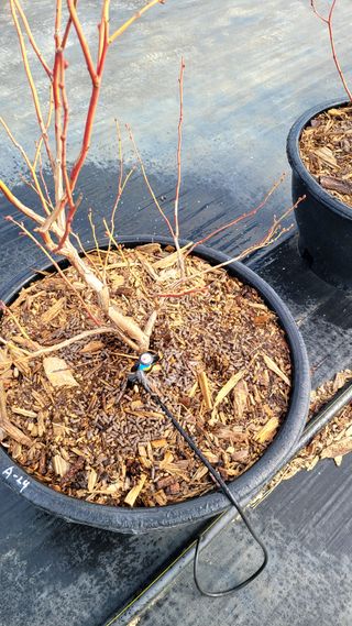 이준석님의 블루베리 · 영농일지 작성글 사진