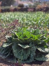 팜모닝 기타작물·영농일지 게시글 이미지