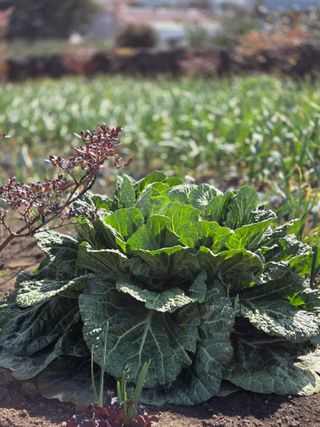 산방자연농원님의 기타작물 · 영농일지 작성글 사진