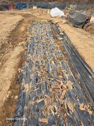 소병찬님의 마늘 · 영농일지 작성글 사진