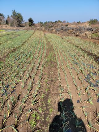 개인교수님의 파 · 영농일지 작성글 사진