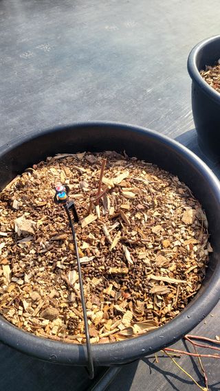 이준석님의 블루베리 · 영농일지 작성글 사진