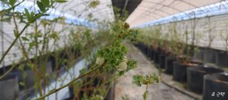 류근택님의 블루베리 · 영농일지 작성글 사진