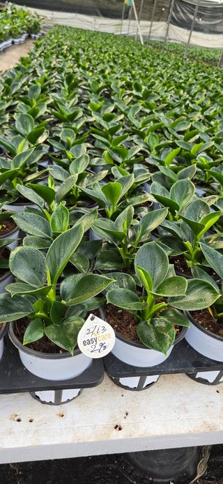 두릅나무15847님의 기타작물 · 영농일지 작성글 사진