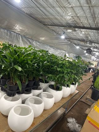 두릅나무15847님의 기타작물 · 영농일지 작성글 사진