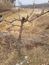 팜모닝 벼·영농일지 게시글 이미지