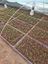 팜모닝 고추·영농일지 게시글 이미지