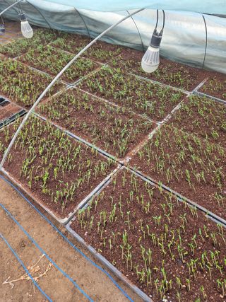 안홍열님의 고추 · 영농일지 작성글 사진