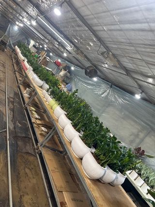 두릅나무15847님의 기타작물 · 영농일지 작성글 사진