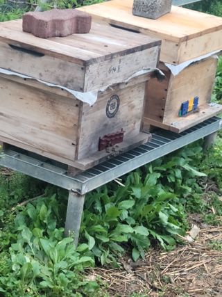 촌이노점님의 기타작물 · 영농일지 작성글 사진