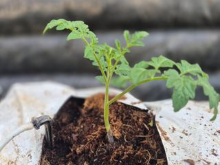 늘햇살팜 님의 기타작물 · 영농일지 작성글 사진