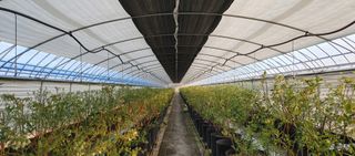 류근택님의 블루베리 · 영농일지 작성글 사진