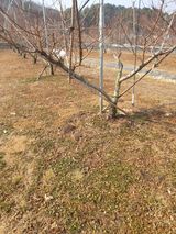 팜모닝 복숭아·영농일지 게시글 이미지