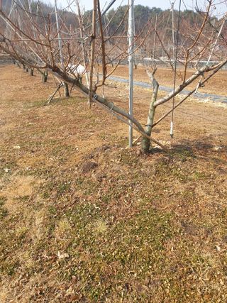 덕양농원.오재천님의 복숭아 · 영농일지 작성글 사진