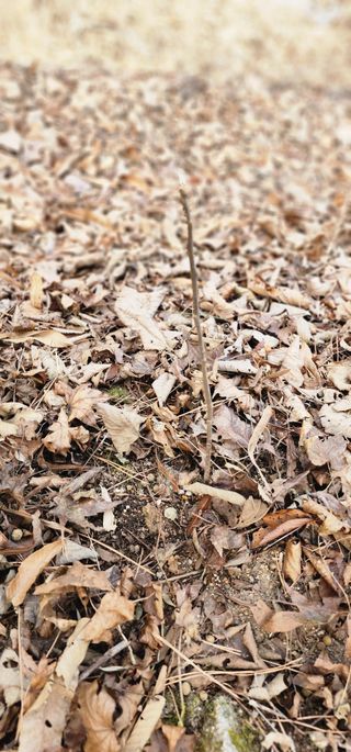 고동옥님의 기타작물 · 영농일지 작성글 사진