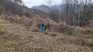 여우내 이순홍님의 기타작물 · 영농일지 작성글 사진